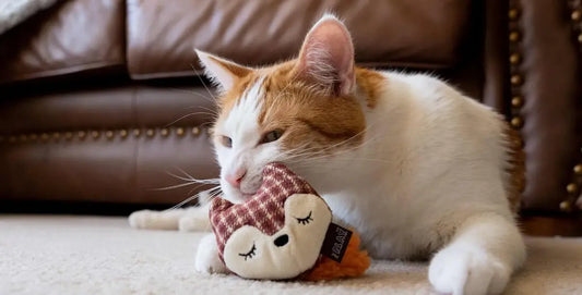 Peluches pour chat : pourquoi et comment les choisir ?