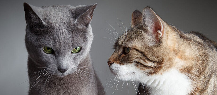 Sac à dos pour 2 chats : Guide complet 2025 | Comparatif