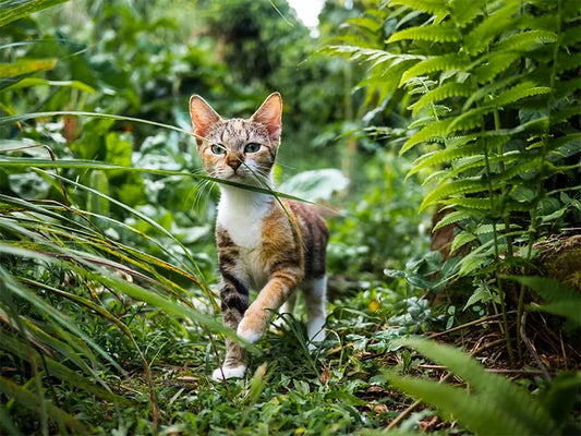 Combien de temps avant de laisser sortir un chat ?