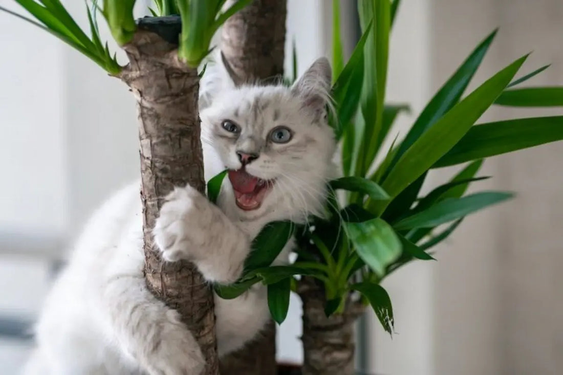 Guide d'achat arbre à chat 2025 : conseils & tendances