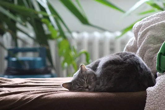 Les 5 indispensables pour un nouveau chat à la maison