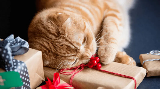20 idées cadeaux femme amoureuse des chats 🐱 | Guide 2025
