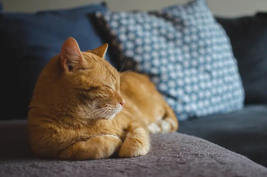 Comment prendre soin de la santé de votre chat