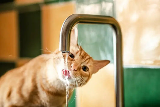Les chats préfèrent-ils l'eau en mouvement ?