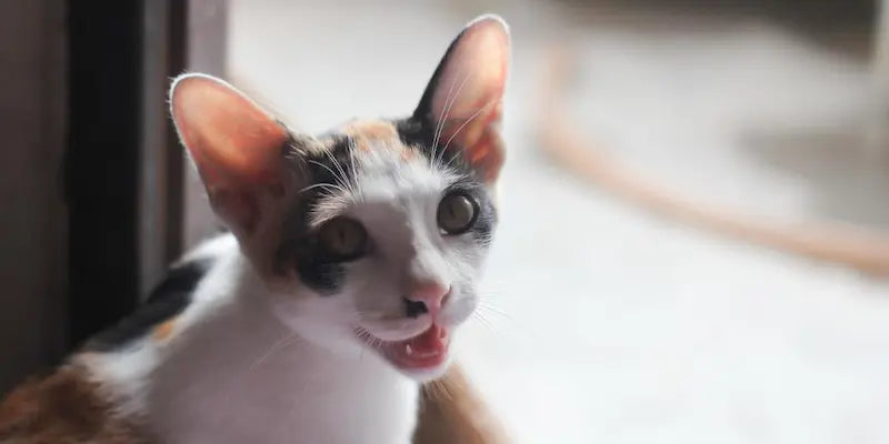 Mon chat veut sortir mais j'ai peur : guide sécurité 2025