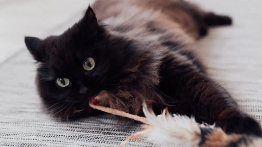 Stimuler un chat paresseux : 10 jouets vraiment efficaces