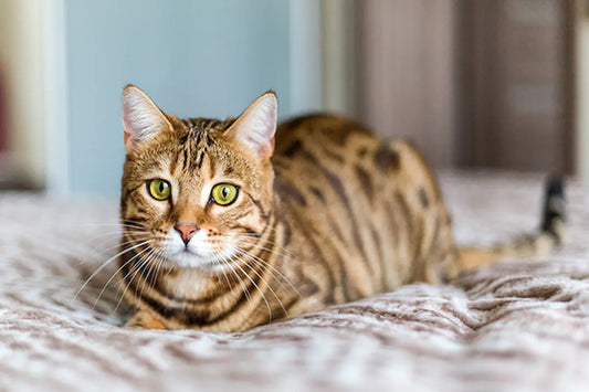 Mon chat ne joue pas : causes possibles et solutions