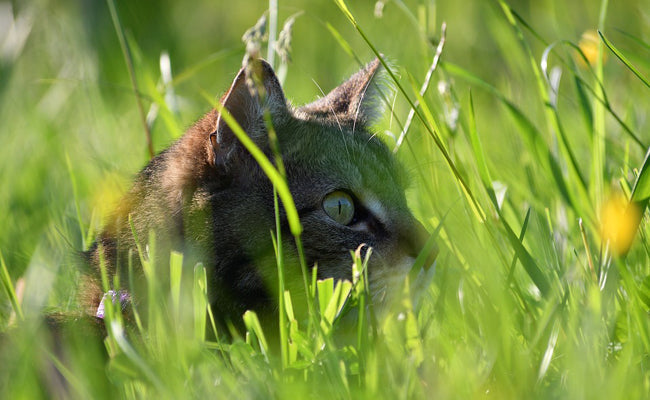 L'instinct de chasseur du chat : comment le stimuler ?