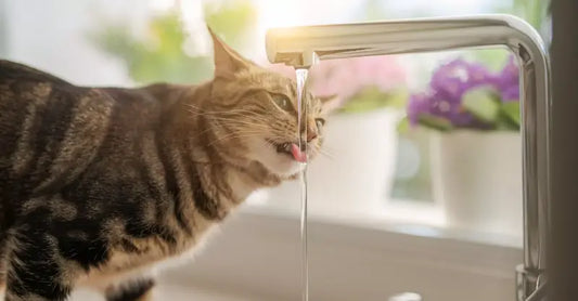 Mon chat boit au robinet : causes et solutions