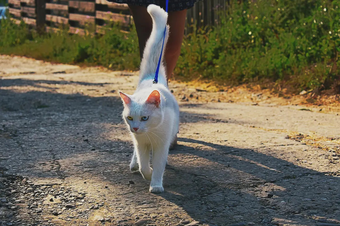 À partir de quel âge promener son chat en laisse ?