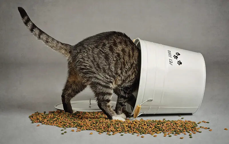 Avis croquettes Franklin chat : mon expérience avec Pablo