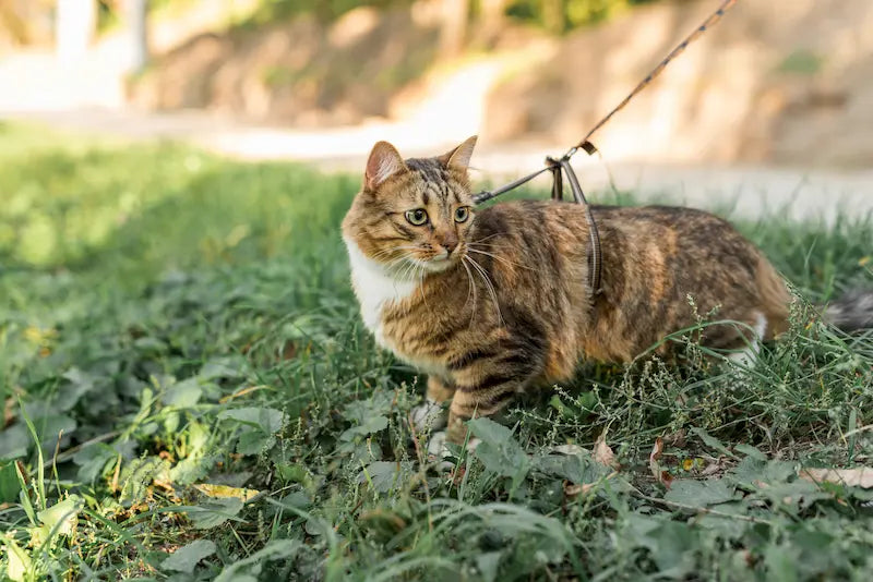 Avantages du harnais pour chat vs laisse | Guide complet