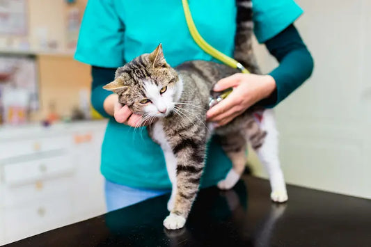 Ce que pensent les vétérinaires du harnais pour chat