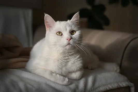 Sortir son chat d'appartement avec un harnais : guide 2025