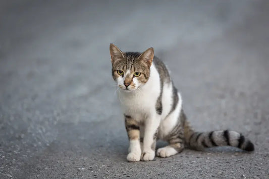 Combien de temps peut vivre un chat perdu ?