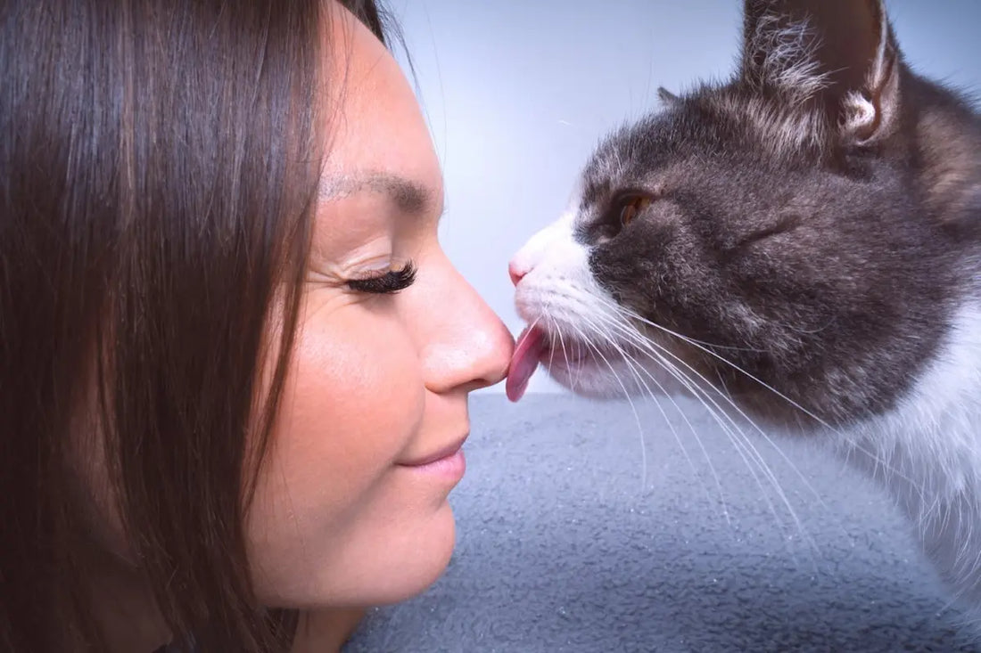 Pourquoi mon chat me lèche ? Explications sur ce comportement