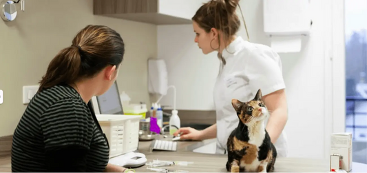 Jouets pour chats testés par des vétérinaires