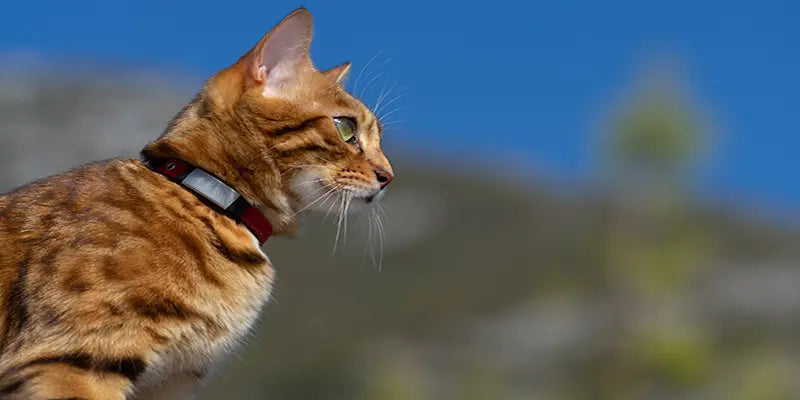 Quel est le vrai coût d'un collier GPS pour chat ?