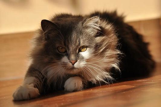 Mon chat gratte sa litière mais ne fait rien : explications