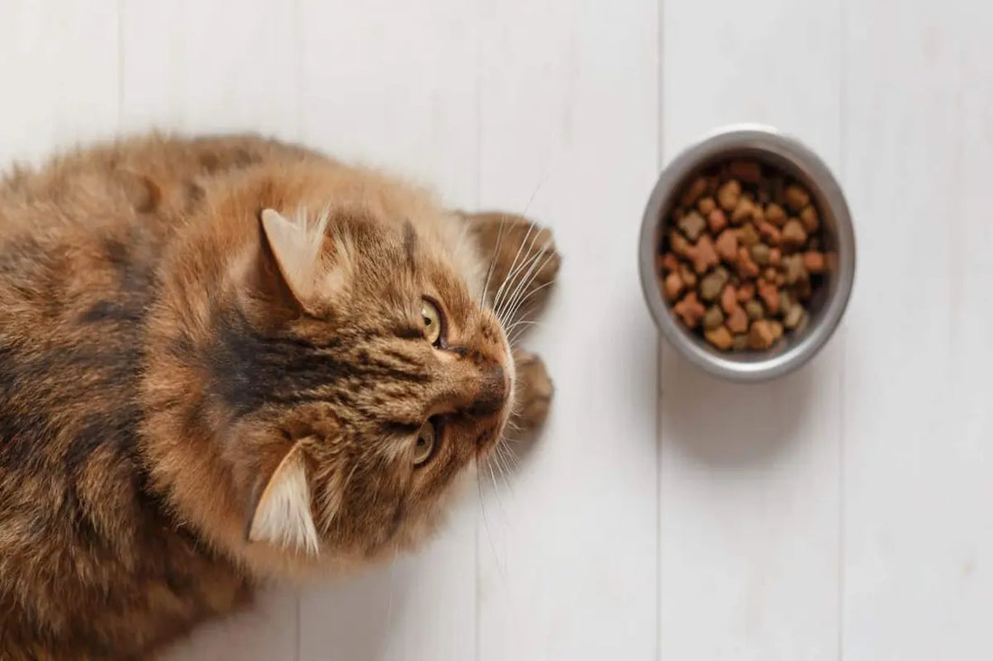 Guide complet pour choisir les meilleures croquettes pour votre chat : 7 critères essentiels