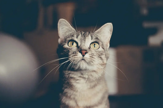 Meilleure litière pour chat en appartement : Le guide complet