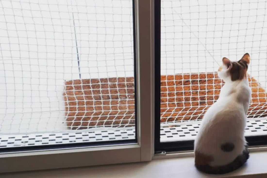 Combien de temps avant de laisser sortir un chat ?