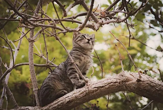 Combien de temps un chat peut-il fuguer ?