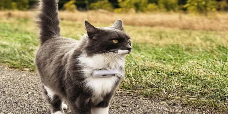 GPS pour chat : Abonnement ou pas ? Tout comprendre en 2025