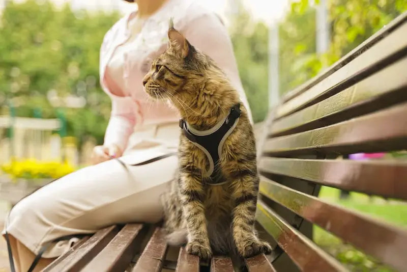 Dans quels cas utiliser un harnais pour chat ? Guide 2025