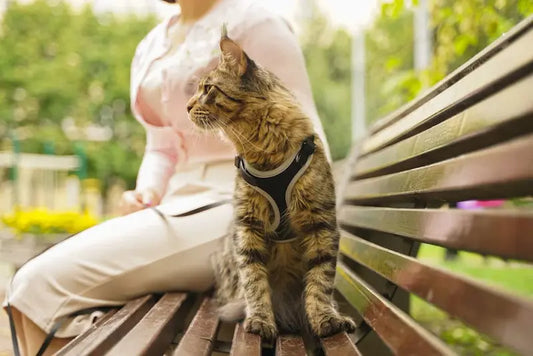 Dans quels cas utiliser un harnais pour chat ? Guide 2025