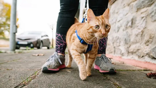 Promener son chat en laisse : guide complet pour débuter