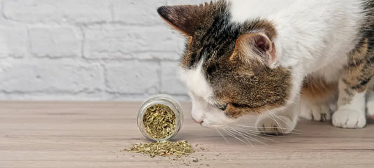 Meilleur jouet à l’herbe à chat : notre top 2025