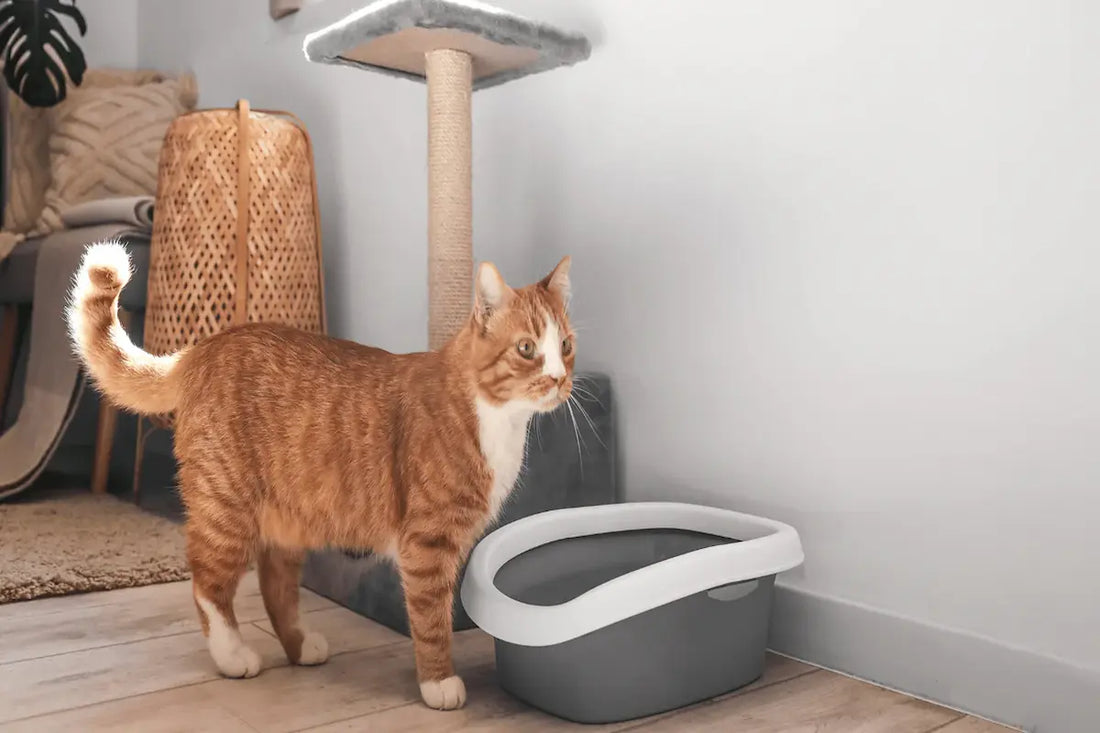 Comment attirer un chat dans sa litière : 10 astuces rapides