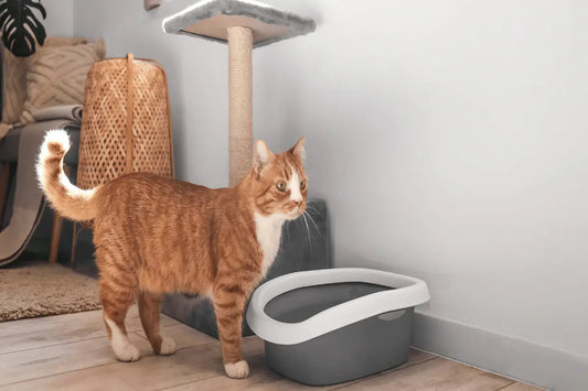 Comment attirer un chat dans sa litière : 10 astuces rapides