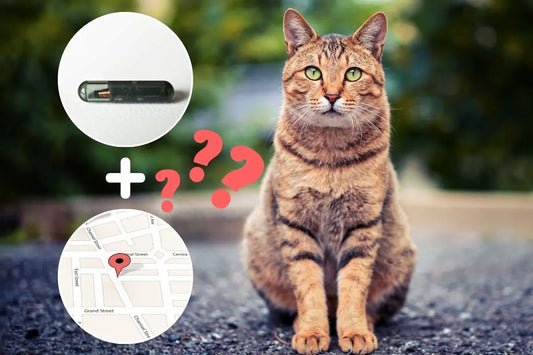 Localiser un chat pucé : que permet la puce électronique ?