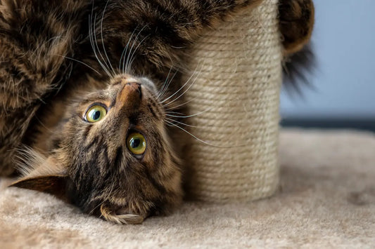 Comment nettoyer un arbre à chat