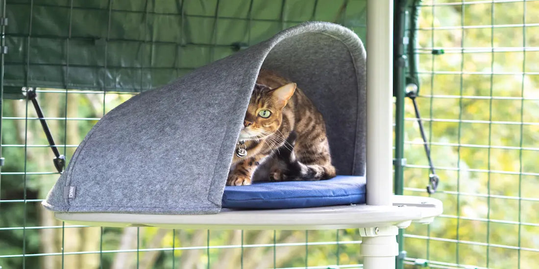 Arbre à chat pour extérieur : Le guide pour bien choisir