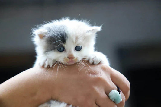 Comment montrer à son chat qu’on l’aime ? Nos gestes préférés