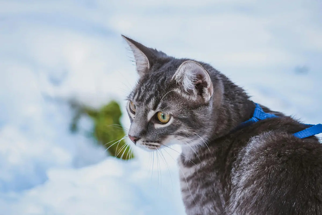 Harnais chat : tout savoir pour des sorties sécurisées