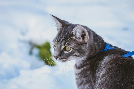 Harnais chat : tout savoir pour des sorties sécurisées