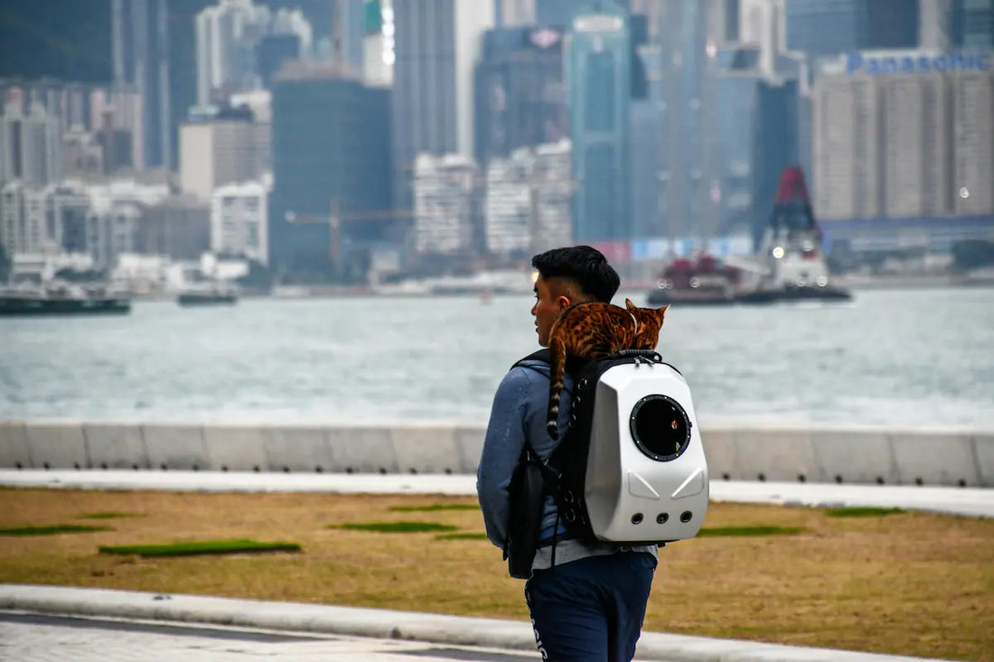 Sac à dos transport chat : guide complet pour bien choisir
