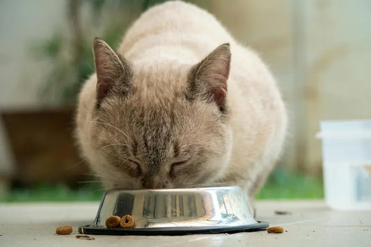 Pâtée pour chat senior : bien nourrir son compagnon âgé