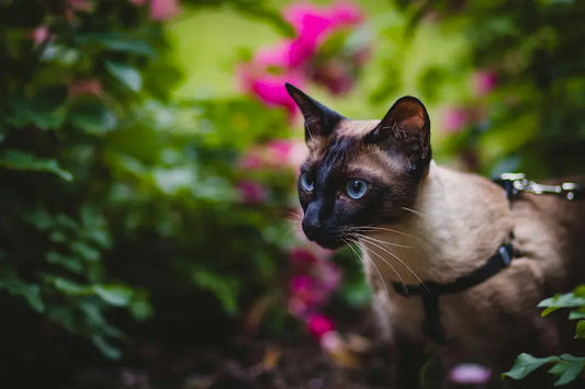 Harnais pour chat : utile ou superflu ? Guide complet 2025