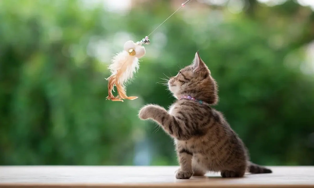 Meilleur jouet pour chaton : 7 jouets sûrs et stimulants