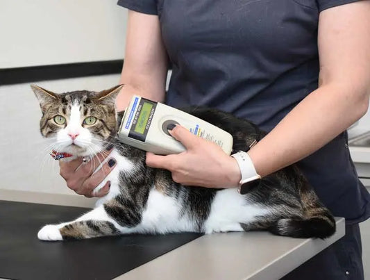 Implant puce GPS chat vétérinaire : mythe ou réalité ?