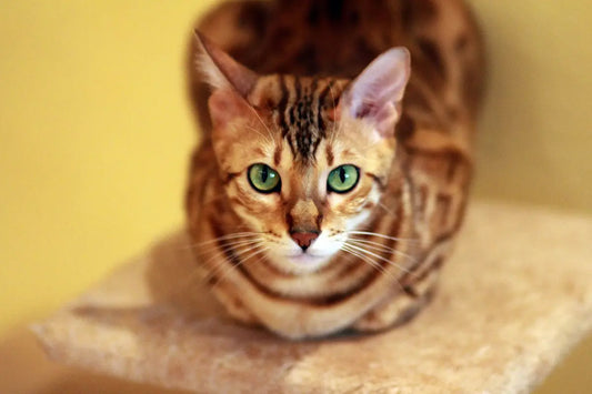 Harnais chat difficile : options douces & conseils pratiques