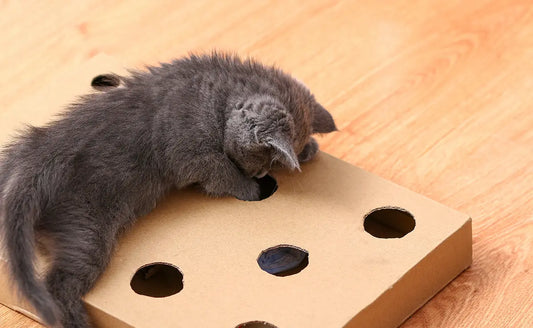 Comportement de jeu du chat : comprendre et stimuler