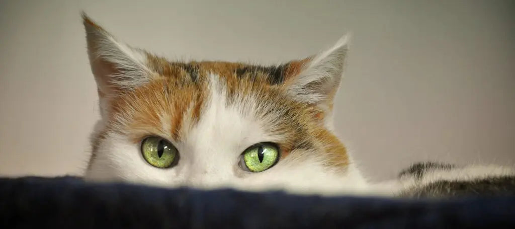 Apprendre le rappel à son chat avant de le laisser sortir