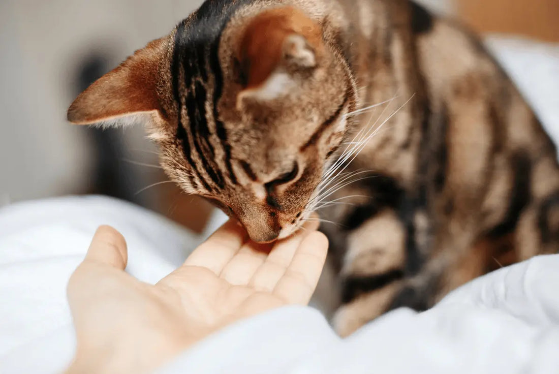 Avis comportementalistes félins sur jouets modernes chat