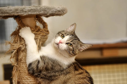 Pourquoi les jouets à griffer sont essentiels pour les chats
